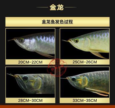 龍魚治療溫度33度是否可行時，需要考慮龍魚的適宜范圍：龍魚治療溫度33度可行嗎？