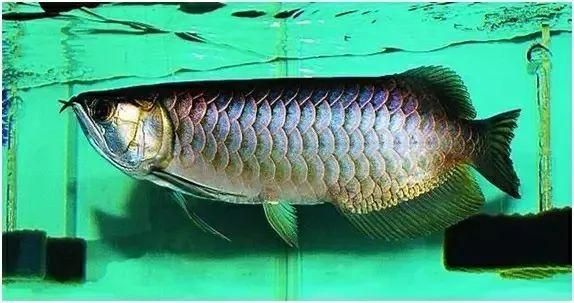 龍魚治療溫度33度是否可行時，需要考慮龍魚的適宜范圍：龍魚治療溫度33度可行嗎？