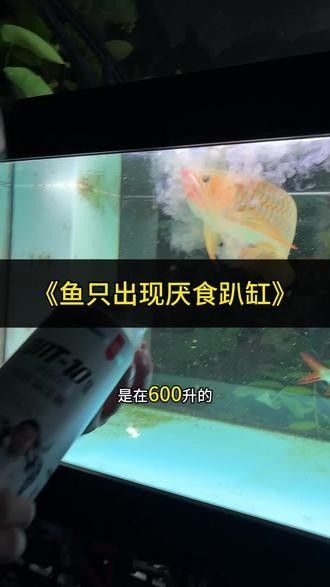 龍魚(yú)和三間鼠的混養(yǎng)視頻大全