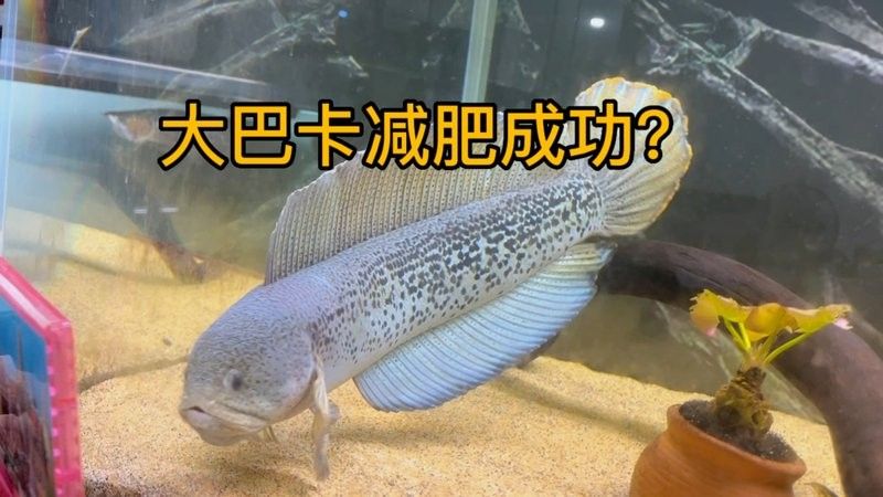 龍魚(yú)和三間鼠的混養(yǎng)視頻大全