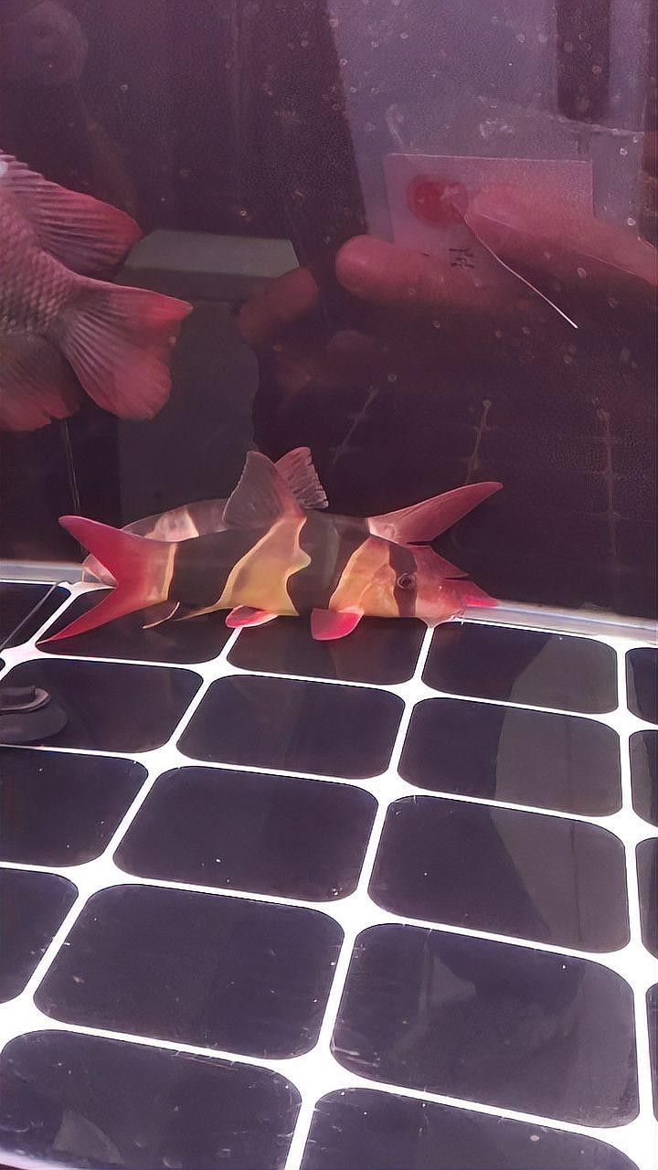龍魚(yú)和三間鼠的混養(yǎng)視頻大全