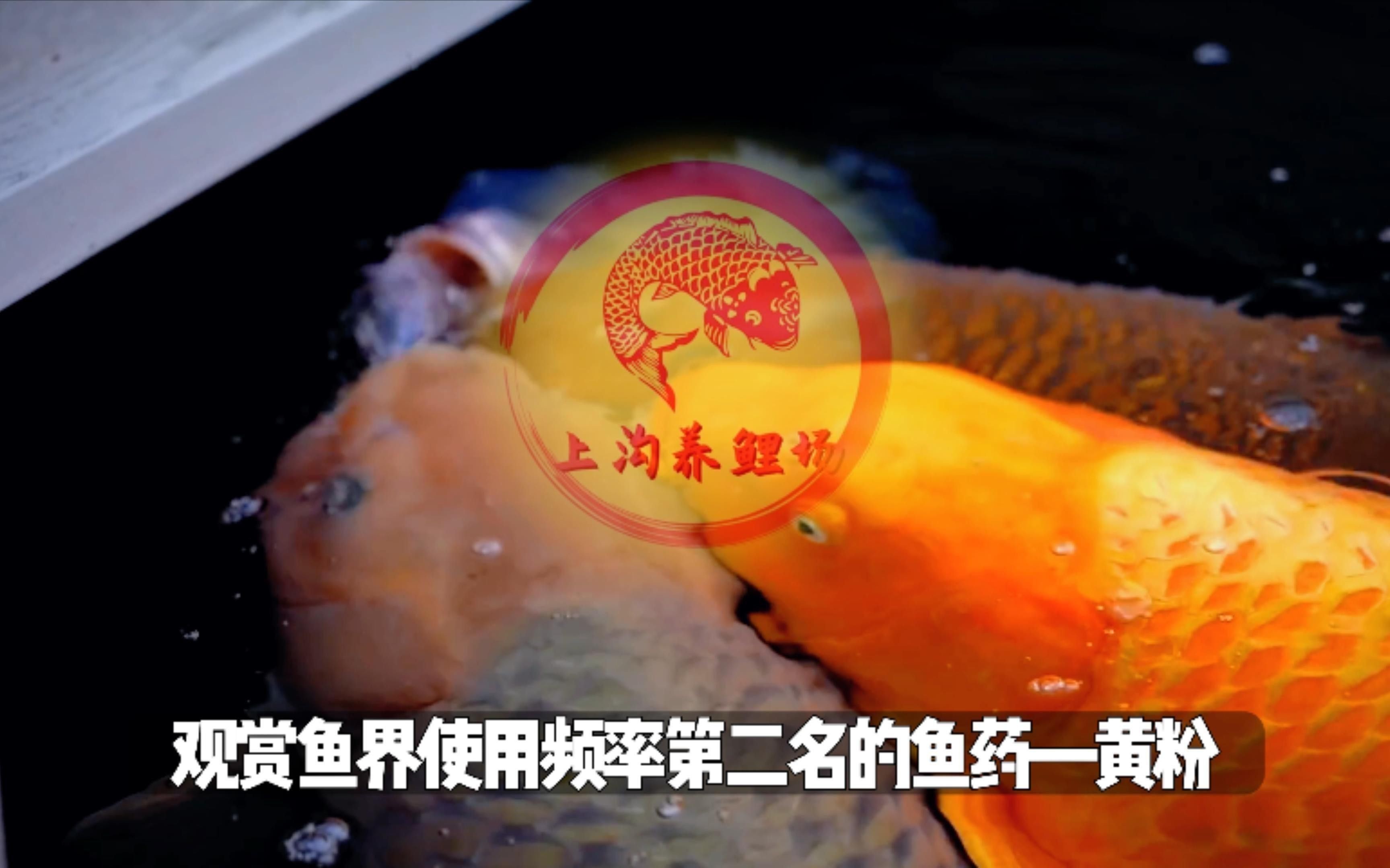 龍魚爛鰭用黃粉有用嗎？ 龍魚爛鰭用黃粉有用嗎？ 龍魚百科 第5張