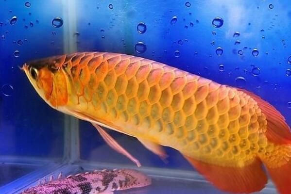 龍魚哪里買好一點的魚苗（廣州花鳥市場龍魚價格對比廣州花鳥市場龍魚價格對比）