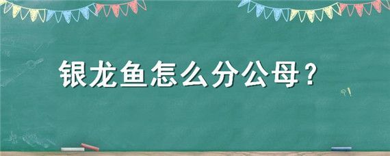 七彩銀龍魚怎么分公母：七彩銀龍魚分辨公母可以通過觀察體型、腹鰭、腮部和腹部等特征來判斷 七彩銀龍魚怎么分公母：七彩銀龍魚分辨公母可以通過觀察體型、腹鰭、腮部和腹部等特征來判斷 龍魚百科 第2張