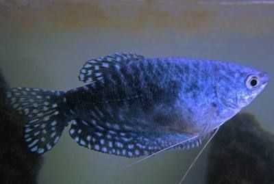 龍魚(yú)變色要多長(zhǎng)時(shí)間才能好：如何改善龍魚(yú)飼養(yǎng)環(huán)境，龍魚(yú)變色的時(shí)間受多種因素影響