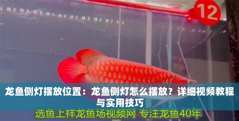 龍魚側(cè)燈擺放位置：龍魚側(cè)燈怎么擺放？詳細(xì)視頻教程與實(shí)用技巧