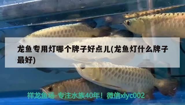 龍魚專用燈哪個牌子的好一點：選擇龍魚專用燈的依據和注意事項