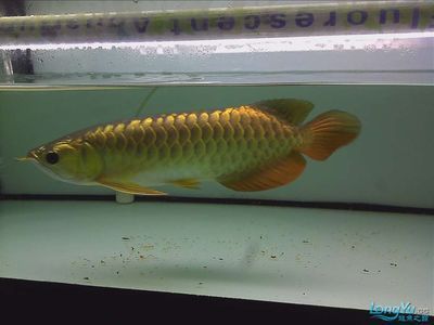 小金頭龍魚：關(guān)于小金頭龍魚的飼養(yǎng)方法