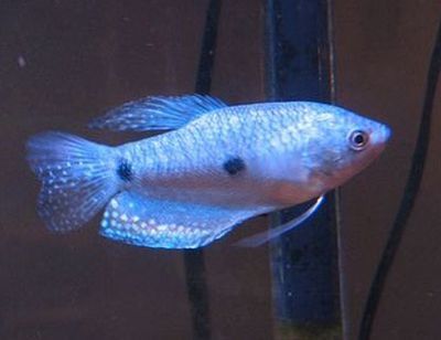 銀龍魚苗水溫變化影響：關于銀龍魚苗水溫變化影響的詳細信息