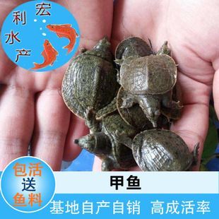 龍魚幼苗掛蛋苗好養(yǎng)嗎？：關(guān)于“龍魚幼苗掛蛋苗好養(yǎng)嗎”的查詢當(dāng)前無(wú)法直接提供具體信息