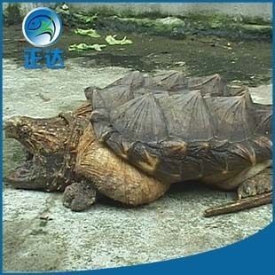 龍魚幼苗掛蛋苗好養(yǎng)嗎？：關(guān)于“龍魚幼苗掛蛋苗好養(yǎng)嗎”的查詢當(dāng)前無(wú)法直接提供具體信息