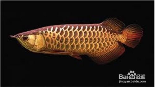 龍魚只咬碎食物但不吞食是怎么回事？：龍魚只咬碎食物但不吞食可能是由于多種原因引起的