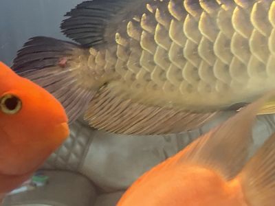 龍魚尾巴有白疙瘩怎么回事：龍魚尾巴上出現白色疙瘩是怎么回事