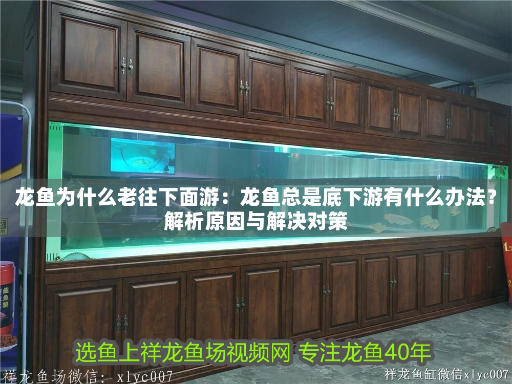 龍魚為什么老往下面游：龍魚總是底下游有什么辦法？解析原因與解決對策