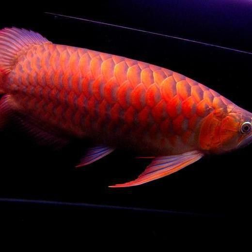 哪里可以找到紅龍魚的專業論壇？