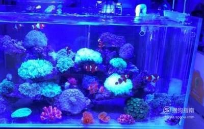 養龍魚水流要大還是小：養龍魚水流的大小