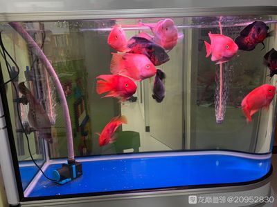 紅龍魚疾病及處理方法：紅龍魚生病了怎么辦紅龍魚生病了怎么處理