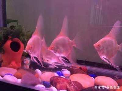 龍魚下尾鰭斷了一截還有一部分連著：龍魚下尾鰭斷裂后是否能恢復，以及恢復的過程和注意事項