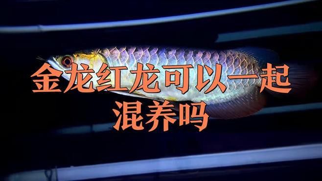 金龍魚和紅龍魚的最佳混養伙伴