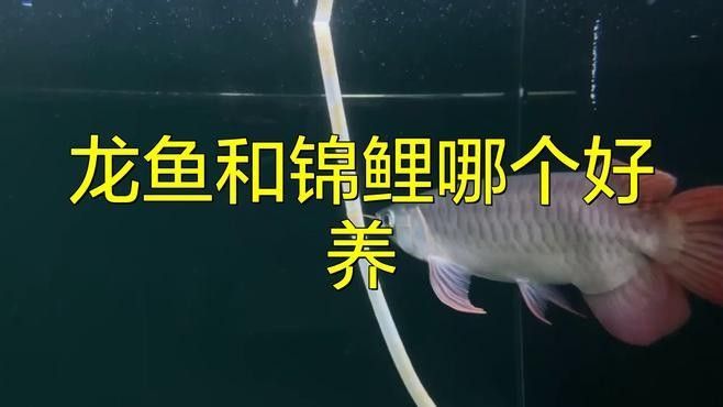 錦鯉和龍魚哪個更有觀賞價值？