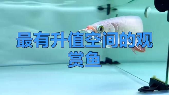 錦鯉和龍魚哪個更有觀賞價值？