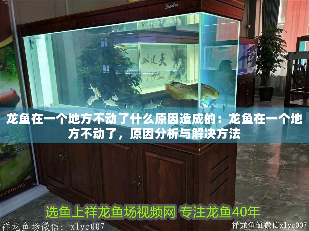 龍魚在一個地方不動了什么原因造成的：龍魚在一個地方不動了，原因分析與解決方法
