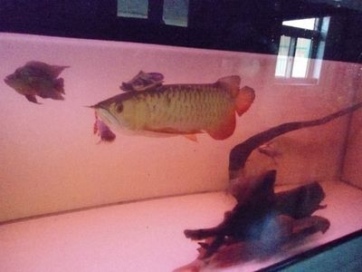 紅龍魚和金龍魚混養挺好突然打架怎回事：混養紅龍魚和金龍魚打架怎么回事