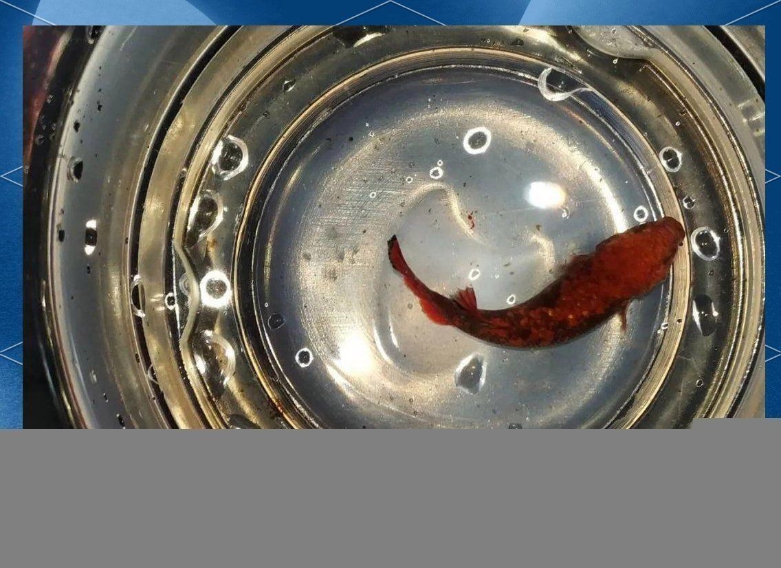 還有哪些常見的魚病癥狀？