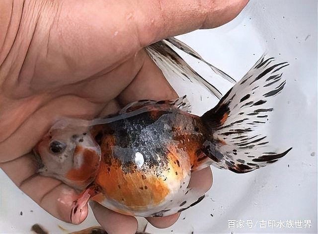 還有哪些常見的魚病癥狀？