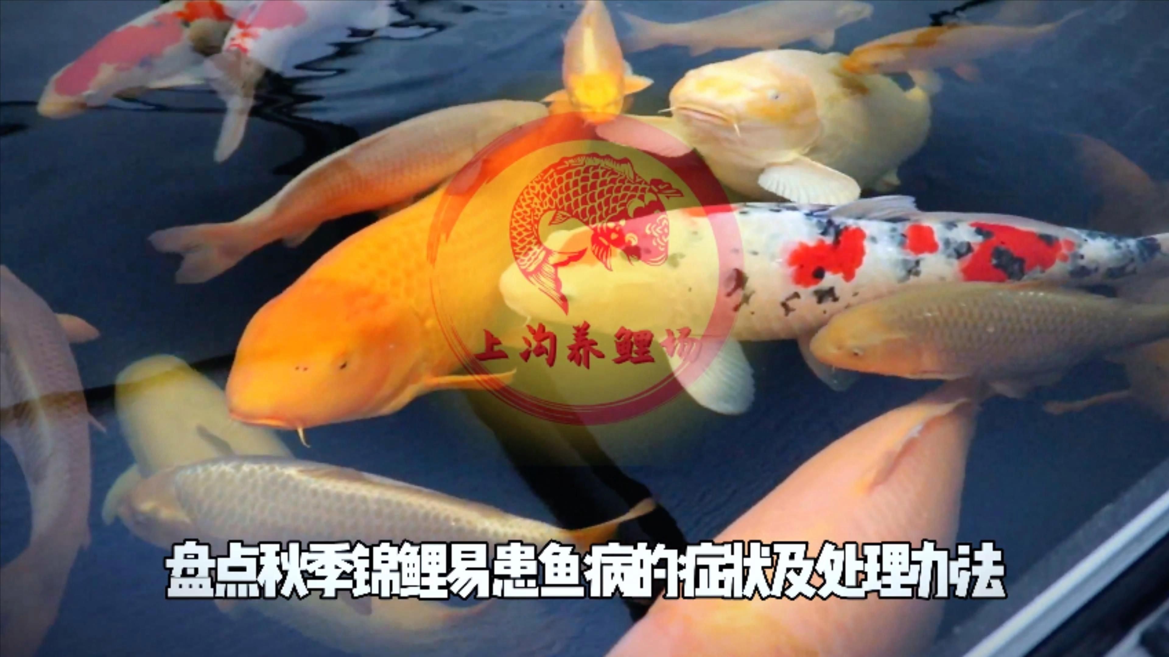 還有哪些常見的魚病癥狀？