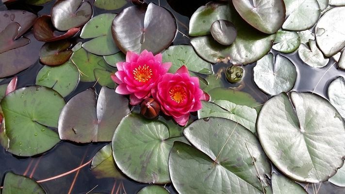 埃及神仙魚混養最佳伴侶，埃及神仙魚混養注意事項