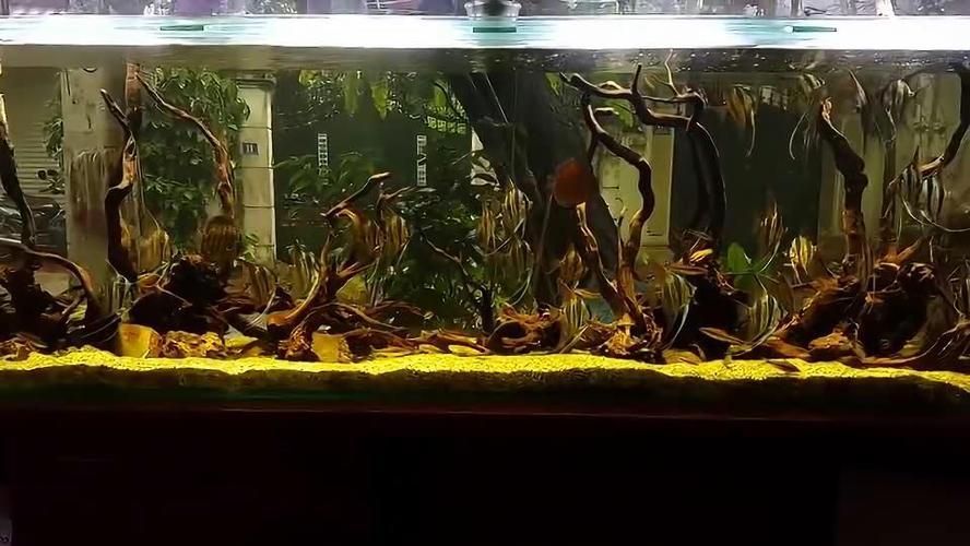 埃及神仙魚混養最佳伴侶，埃及神仙魚混養注意事項
