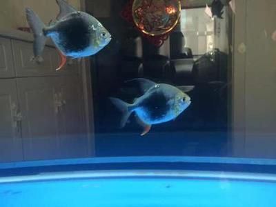 龍魚和狗頭魚能一起養嗎：龍魚和狗頭魚可以一起養嗎