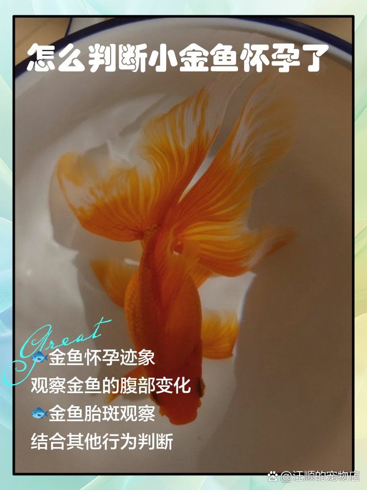 如何判斷龍晴魚是否懷孕？