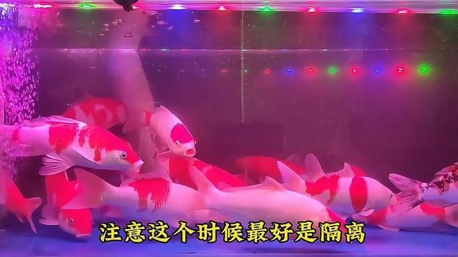 魚受傷后需要隔離嗎？