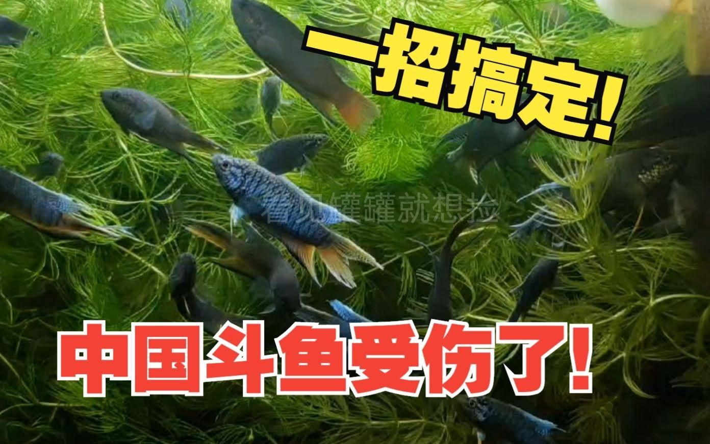 魚受傷后需要隔離嗎？