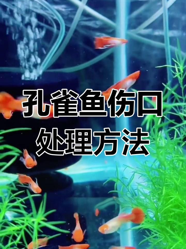 魚受傷后需要隔離嗎？