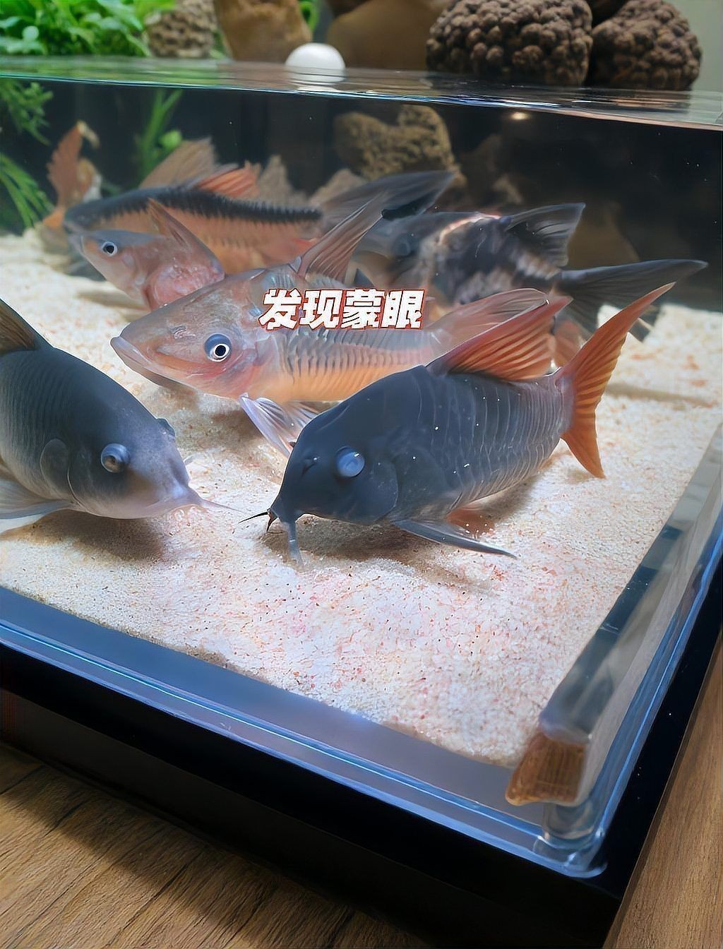 龍魚眼睛起白霧多久會(huì)好？