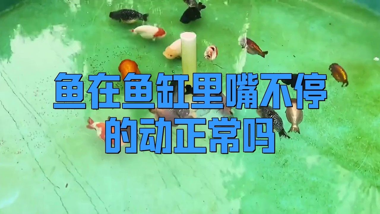 金龍魚嘴巴一直張開正常嗎