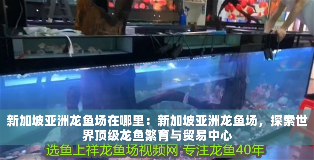 新加坡亞洲龍魚場在哪里：新加坡亞洲龍魚場，探索世界頂級龍魚繁育與貿易中心 新加坡亞洲龍魚場在哪里：新加坡亞洲龍魚場，探索世界頂級龍魚繁育與貿易中心 龍魚百科 第1張