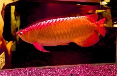養(yǎng)龍魚養(yǎng)幾條好<strong><mark>吉利</mark></strong>：養(yǎng)龍魚養(yǎng)幾條好<strong><mark>吉利</mark></strong>，在風(fēng)水學(xué)中，養(yǎng)龍魚是一種吉祥的象征
