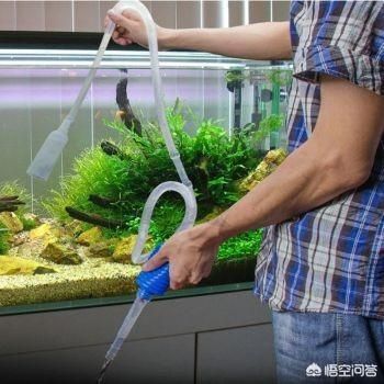 魚缸多長時間換水最好呢（夏季魚缸換水注意事項）