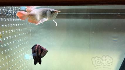 龍魚運(yùn)輸前要停食多少天才能喂食：龍魚運(yùn)輸前的停食時(shí)間和喂食安排并沒(méi)有統(tǒng)一標(biāo)準(zhǔn)