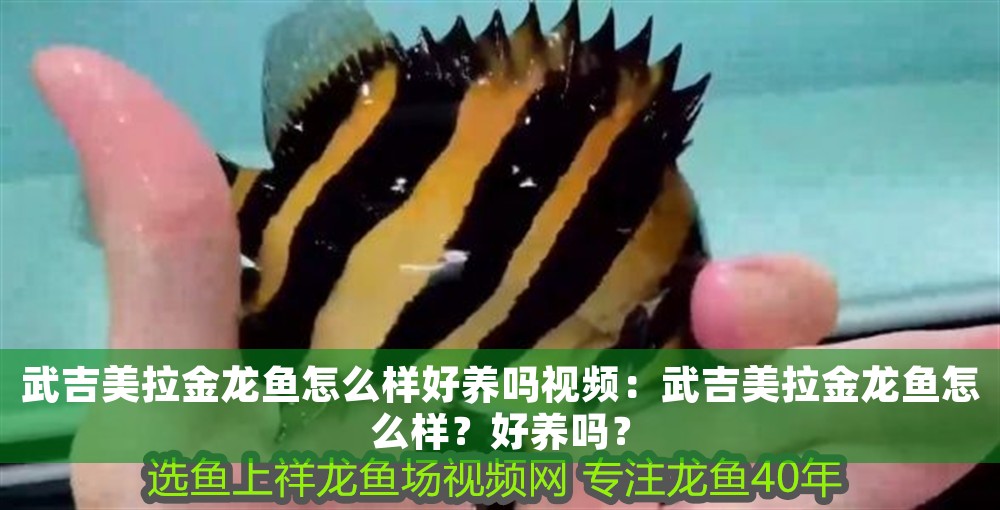 武吉美拉金龍魚怎么樣好養嗎視頻：武吉美拉金龍魚怎么樣？好養嗎？