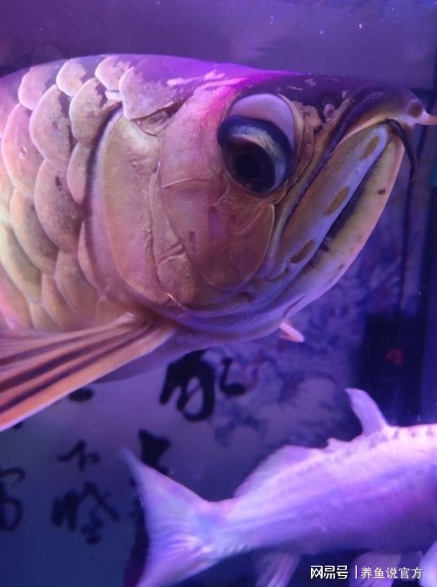 龍魚多大容易掉眼皮了