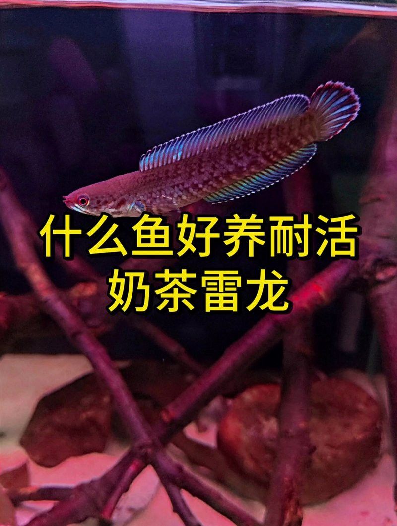 曼龍魚和奶茶雷龍哪個更好養？