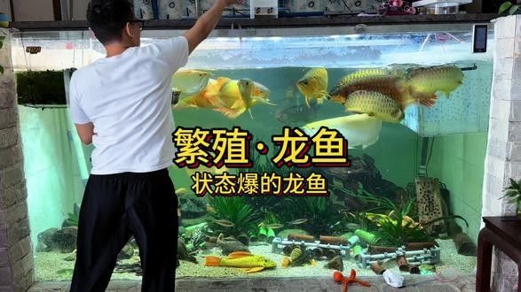 龍魚怎么養(yǎng)及喂養(yǎng)技巧視頻教程大全圖解