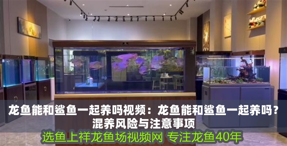 龍魚能和鯊魚一起養嗎視頻：龍魚能和鯊魚一起養嗎？混養風險與注意事項