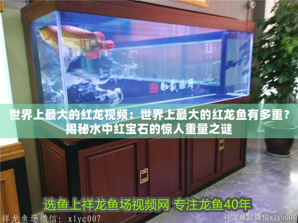 世界上最大的紅龍視頻：世界上最大的紅龍魚(yú)有多重？揭秘水中紅寶石的驚人重量之謎