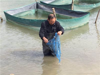 黃龍魚能和什么魚混養一起：黃龍魚在混養時需要考慮到諸多因素